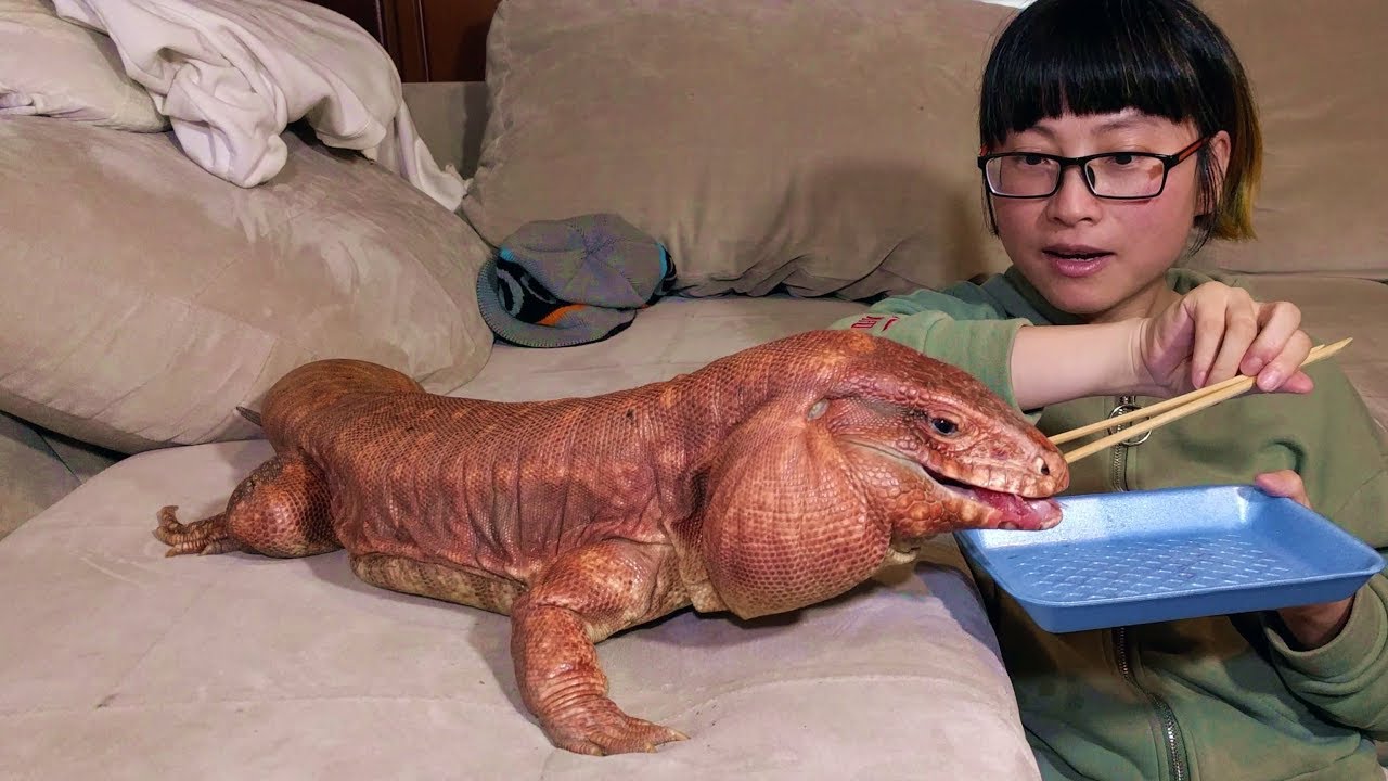 lizard skin grips This Dog LOVES Tuna