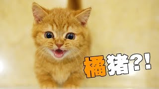 【喵來啦】背著家裏貓偷了只奶橘回來貓媽妳會後悔的