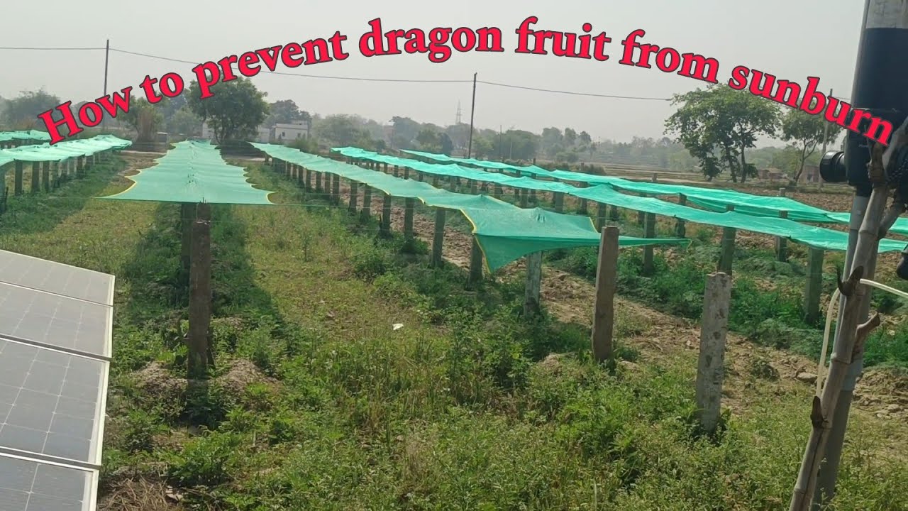 How to prevent dragon fruit from sunburn [45+drgree] 