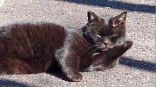 Cat Which Shows Cute Motion Of The Hand 手の動きがかわいい猫