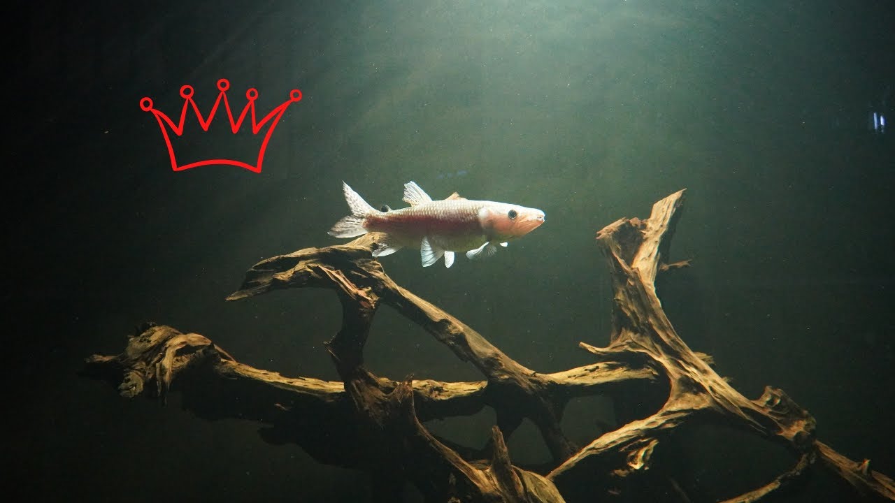 African tiger fish vs African Odoe pike...who won?