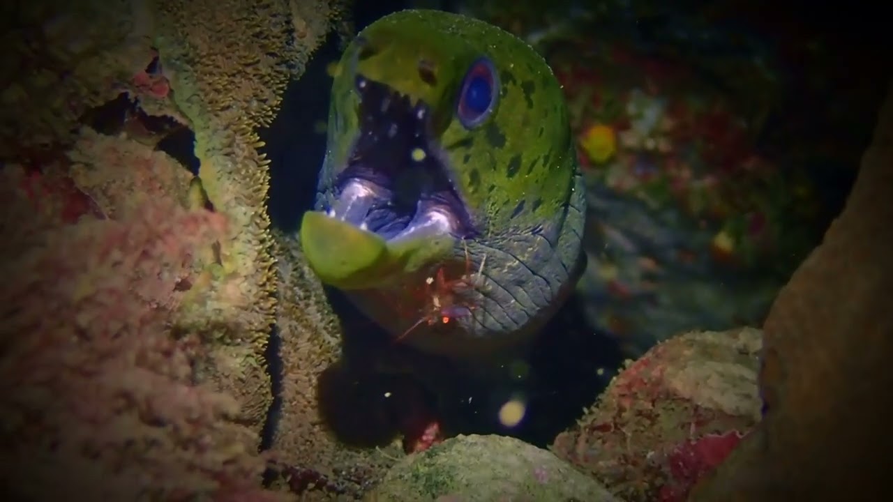 Fimbriated moray (Gymnothorax fimbriatus) with Cleaner Shrimp