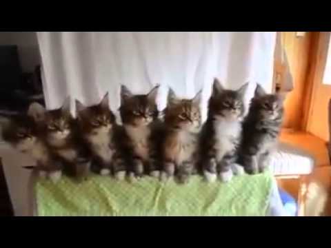 ♦Awesome ! ♦ a cat is dancing on vego vego vego