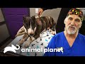 Perro atropellado sufre consecuencias en una pata | Dr. Jeff, Veterinario | Animal Planet