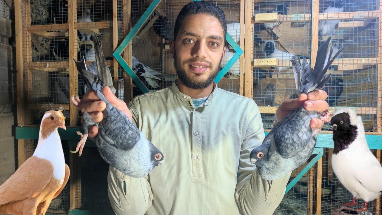 غيه حمام كامله للبيع | كل انواع الحمام ☺️