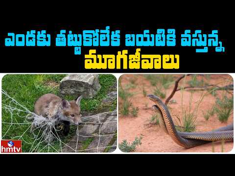 ఎండకు తట్టుకోలేక బయటికి వస్తున్న మూగజీవాలు | Jordar News | hmtv - HMTVNEWS