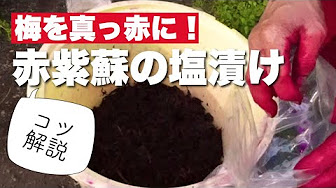 甘酸っぱいカリカリ梅の漬け方 方法 とレシピ Youtube