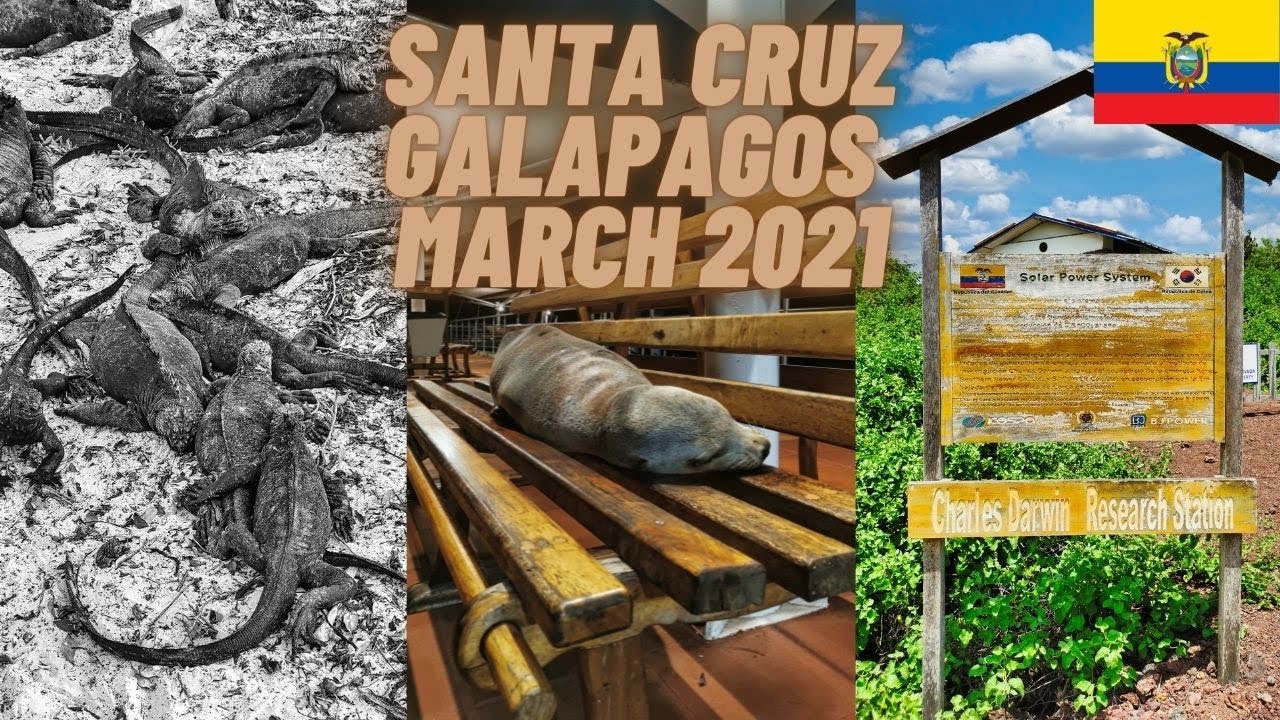 Santa Cruz Island - Charles Darwin Research Center, Tortuga Beach, Puerto Ayora & More!