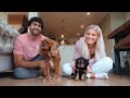 first day at home with our puppy! VLOG