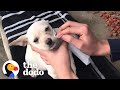 Teenager Sneaks Lost Puppy Into His House When His Parents Fall Asleep | The Dodo Faith = Restored
