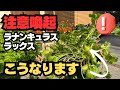 【注意喚起】ラナンキュラスラックス　こうならないように気をつけて！