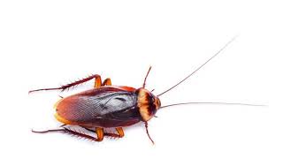 What Makes an Insect an Insect News
