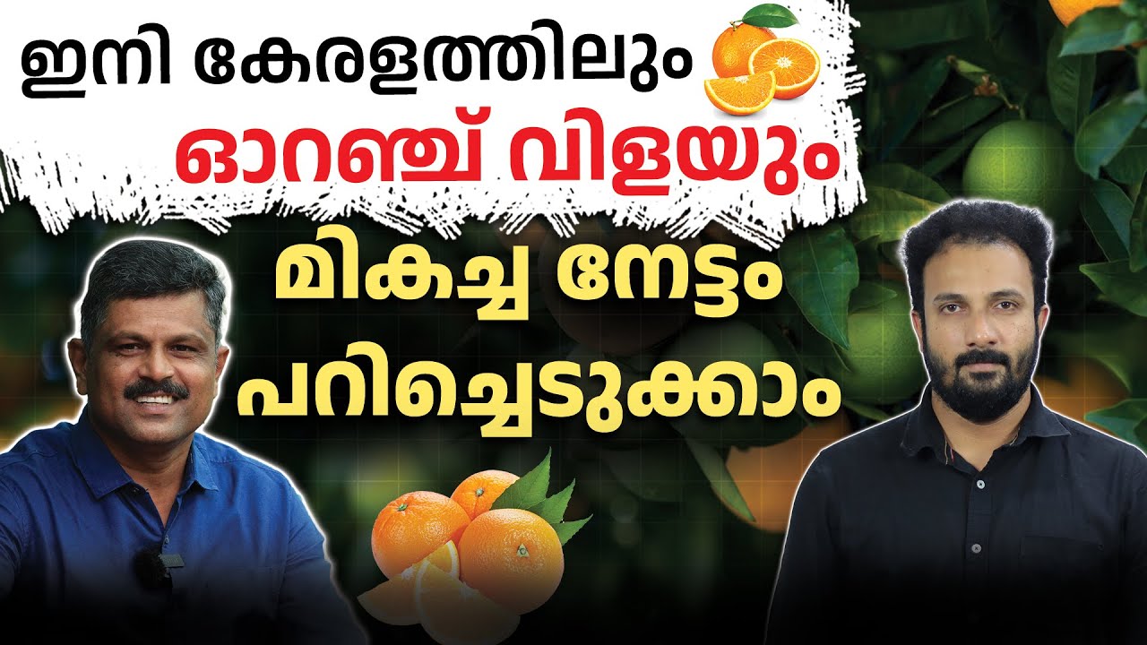 കുറച്ച് ഭൂമി ഉണ്ടോ എങ്കിൽ നിങ്ങൾക്കും ഓറഞ്ച് വിളയിക്കാം | Orange Farming Ideas 2025 in Malayalam