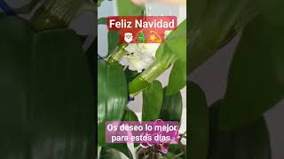 Feliz Navidad🎅🏼🎄💫, os deseo lo mejor en estos días 🌺🥰🏵️