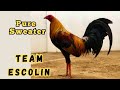 Team Escolin | IGF 2023 | Poultry Expo