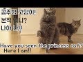 Russian Blue/Nebelung Cat Is Purring - Candy!! (ENG SUB) の動画、YouTube動画。