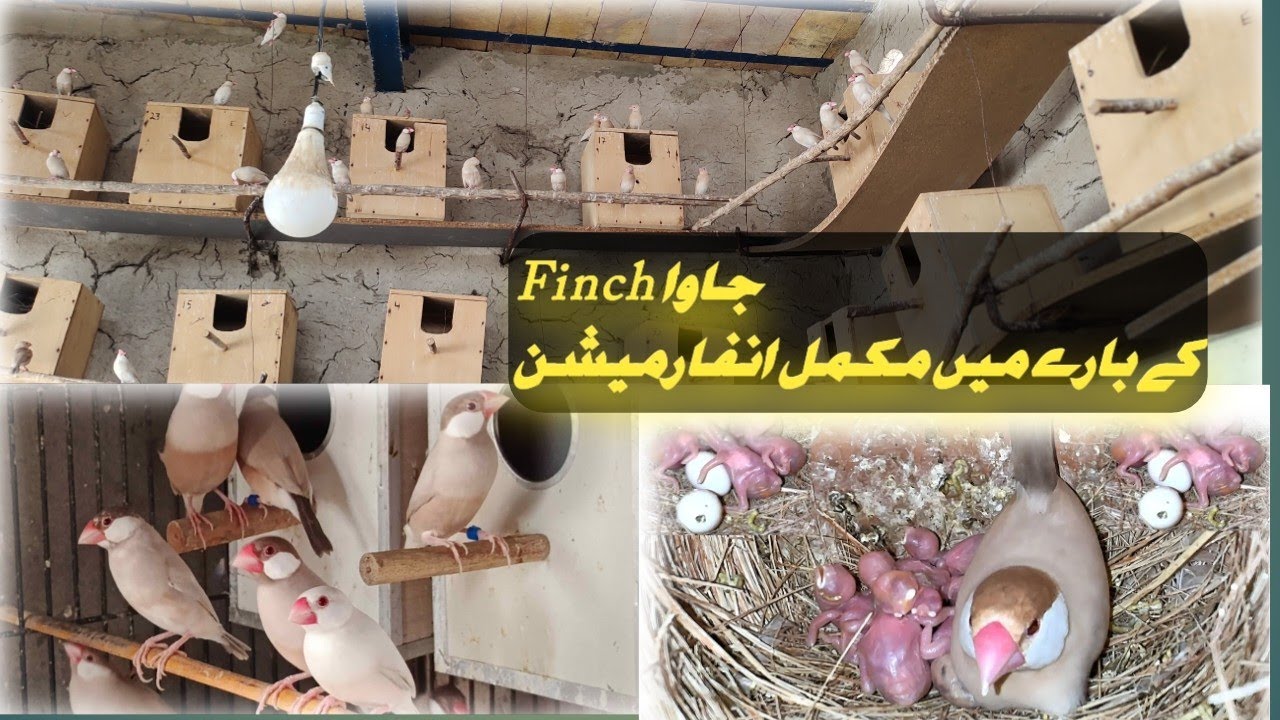 java sparrow finch full information||java sparrow finch breeding tips# ...