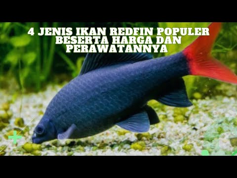 Ikan Jumbo Merah
