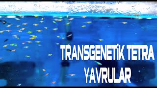 Transgenetik Tetra Yavruları Ve Melek Üretimi Son Durum
