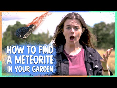 ვიდეო: Sedum Spectabile 'Meteor' Facts - ისწავლეთ როგორ გაზარდოთ მეტეორის ქვის მცენარეები
