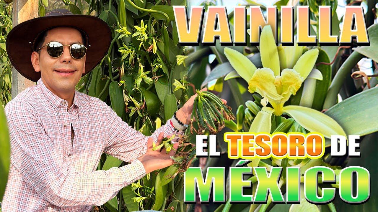 Polinizando vainilla manualmente | CULTIVOS EN GRAVE PELIGRO