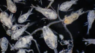 D200 Ep 13: Plankton (Darwin200 young scientists study a world of life in a droplet of seawater)
