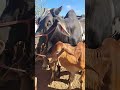 FEIRA DE GADO DE TABIRA PE 17/ 2026
