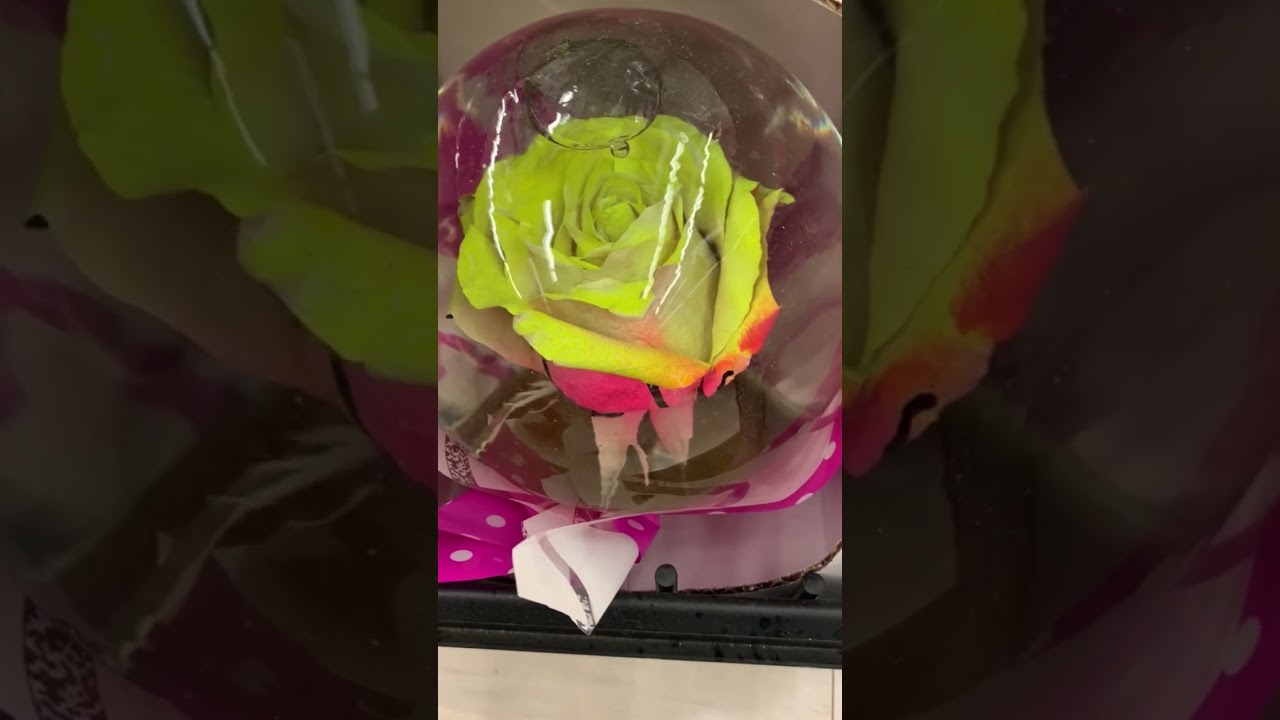Real#Rose#Globe # pelota flowers 💥brillante 🥀🌺🌷💥 - YouTube