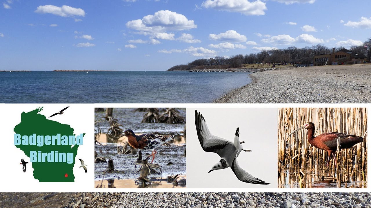 Spring Migratory Mayhem (Black-legged Kittiwake, Ruff, and more!) 