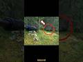 Ambush Among the Trees — The Bear Finally in Sight! 🐻🌲 #hunting #bear #chass #animals