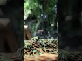 #bee #beekeeping #beekeeper #shortvideo #honeycomb #honey #geography