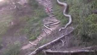 Видео анаконда мутант, anaconda mutant! Не может быть Самая большая змея! big snake, งู אַנאַקאַנדאַ Видео анаконда мутант, anaconda mutant! Не может быть Самая большая змея! big snake, งู אַנאַקאַנדאַ