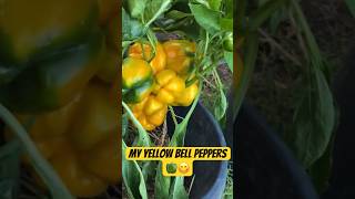 Giant Organic Yellow Bell Peppers 😋🫑 #garden #gardening #vegetables #farming #shorts #plants