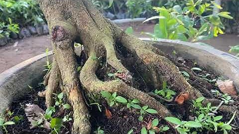 Cúc vip (cúc tri kỷ) e còn (2,3,4,5),0397142252