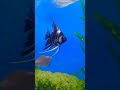 smoothie fish tank #fishtank #fish #fishtable #fishlover #smooth #charm #calm