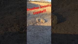 Another Beautiful Coyoteol Nebraska Song Dog coyote trapping