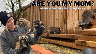Heartwarming Rescue: Orphaned Baby Raccoons Find a New Family | Part 1