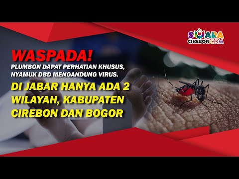 WASPADA! Plumbon Dapat Perhatian Khusus, Nyamuk DBD Mengandung Virus!