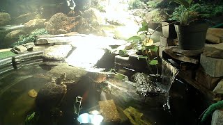 Murtle The Canadian Turtle