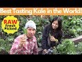 Best Tasting Kale in the World - Sweet as Sugar Cane