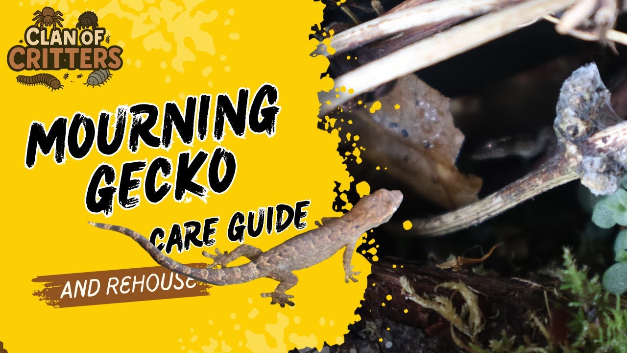 Mourning Gecko Care Guide and Rehouse - YouTube