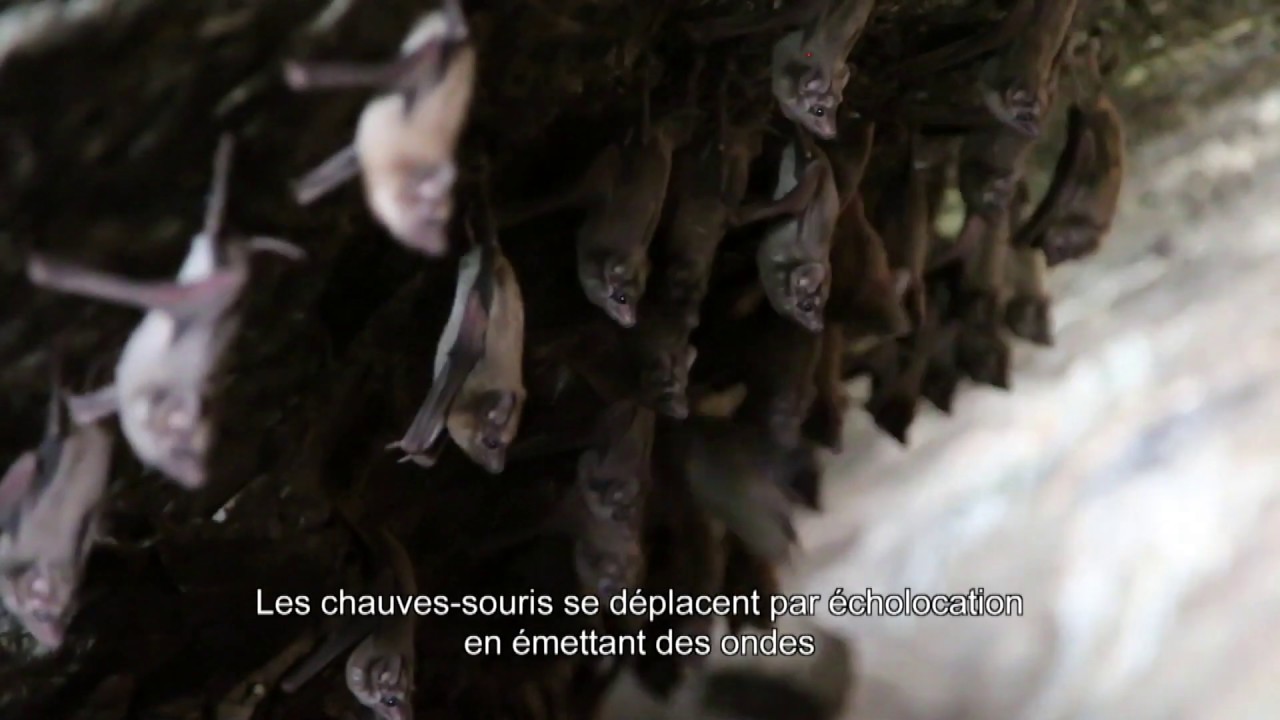 Chauve-Souris  Chauve-Souris Valais