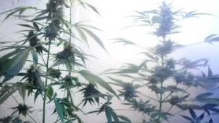 deimos autoflowering plant