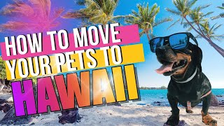 How to Move Your Pets to Hawaii | The Ultimate Guide for Relocating Dogs and Cats: Island Pet Movers