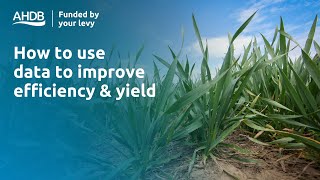 How to use data to improve efficiency and yield – Strategic Cereal Farms results 2023