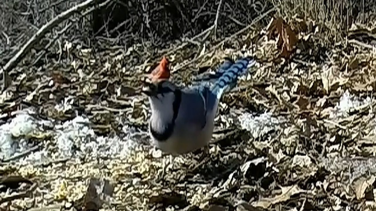 Birding at Presque Isle Erie PA Birdwatching YouTube