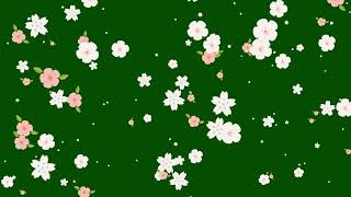 Flower Falling Green Screen l Wedding Flower Animation
