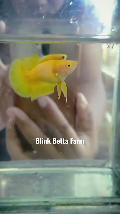 Super Top Grade Female HMPK yellow banana #blinkbettafarm #hmpkbetta #yellowbanana #bettafish #betta