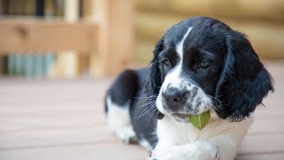 The Essential Role of English Springer Spaniels in Wilderness Search and Rescue