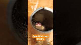 #subhanallah #finches #javasparrow